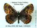 Morpho gynandromorph2 (Internet Image property of respective owner, non-commercial use only)